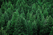 Load image into Gallery viewer, Balsam & Cedar | Sunset Scents Original Fragrance