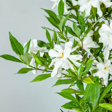 Load image into Gallery viewer, Gardenia | Compare to Gold Canyon Gardenia