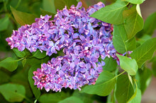 Load image into Gallery viewer, Lilac | Compare to Gold Canyon Lilac