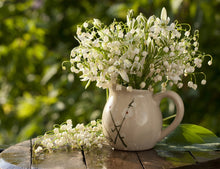 Load image into Gallery viewer, Lily of The Valley | Sunset Scents Original Fragrance
