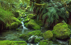 Rainforest | Compare to Gold Canyon Rainforest