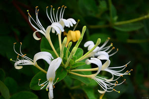 Honeysuckle | Compare to Gold Canyon Living Room