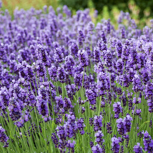 Lavender | Compare to Gold Canyon Lavender