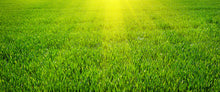 Load image into Gallery viewer, Grass | Compare to Gold Canyon Grass
