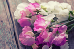 Hey Sweet Pea | Compare to Gold Canyon Sweet Pea