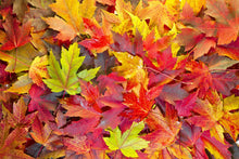 Load image into Gallery viewer, Fall Leaves | Compare to Gold Canyon Autumn Walk
