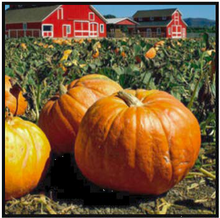 Load image into Gallery viewer, Pumpkin Patch | Compare to Gold Canyon Pumpkin Patch

