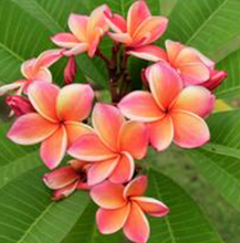 Load image into Gallery viewer, Plumeria | Compare to Gold Canyon Plumeria
