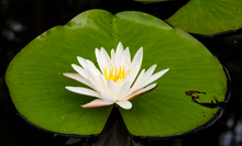 Load image into Gallery viewer, Sea Lily | Sunset Scents Original Fragrance
