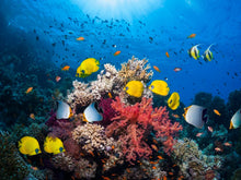 Load image into Gallery viewer, Coastal Reef | Compare to Gold Canyon Coastal Reef
