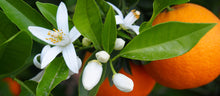 Load image into Gallery viewer, Orange Blossoms | Compare to Gold Canyon Orange Blossoms
