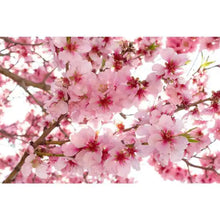 Load image into Gallery viewer, Apple Blossoms | Compare to Gold Canyon Apple Blossoms
